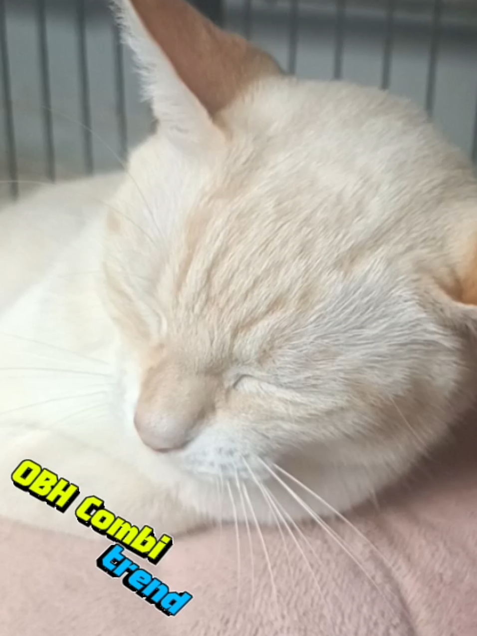@sapijoko