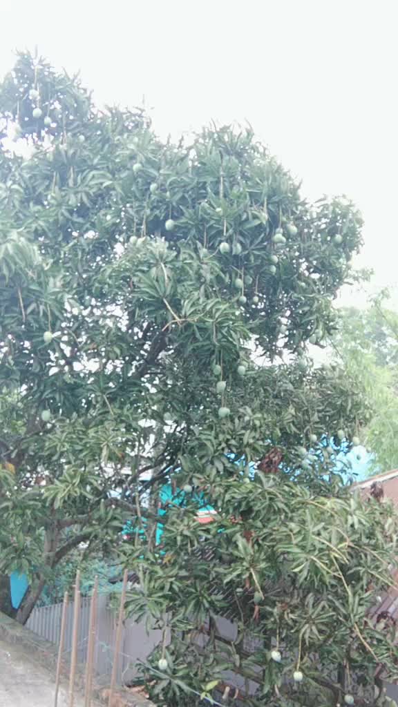 @🍁~ভাবের রানী ~🍁