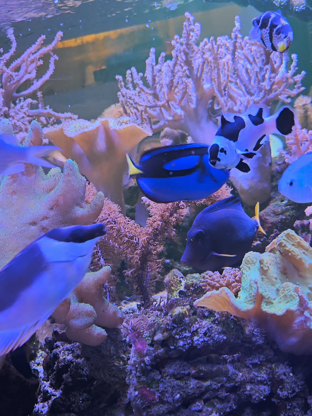 @HeyFishyFishy