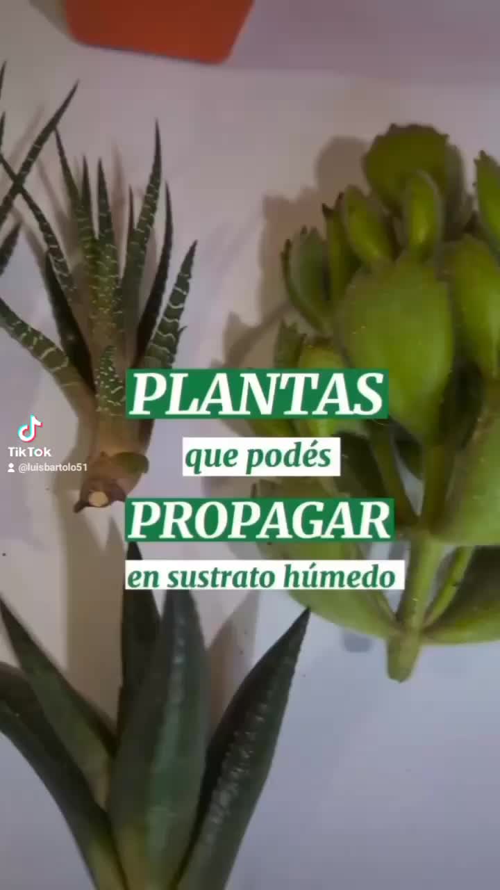 @Pasi&oacute;n a la jardiner&iacute;a🌺💦👈🏼