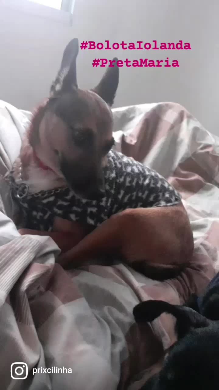 @gurias de apartamento pet🐶