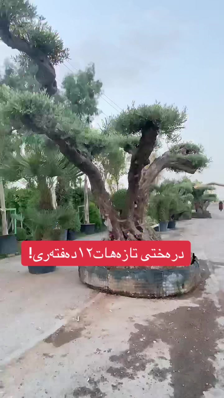 @choman hiwa