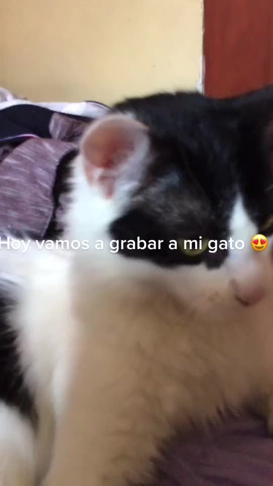 @El_tupac_amaru