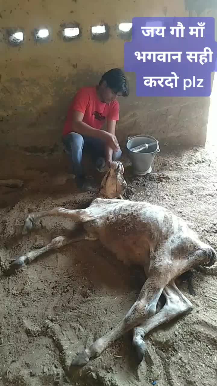 @sainiajeet390