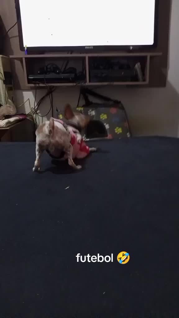 @Lilizinha🐶