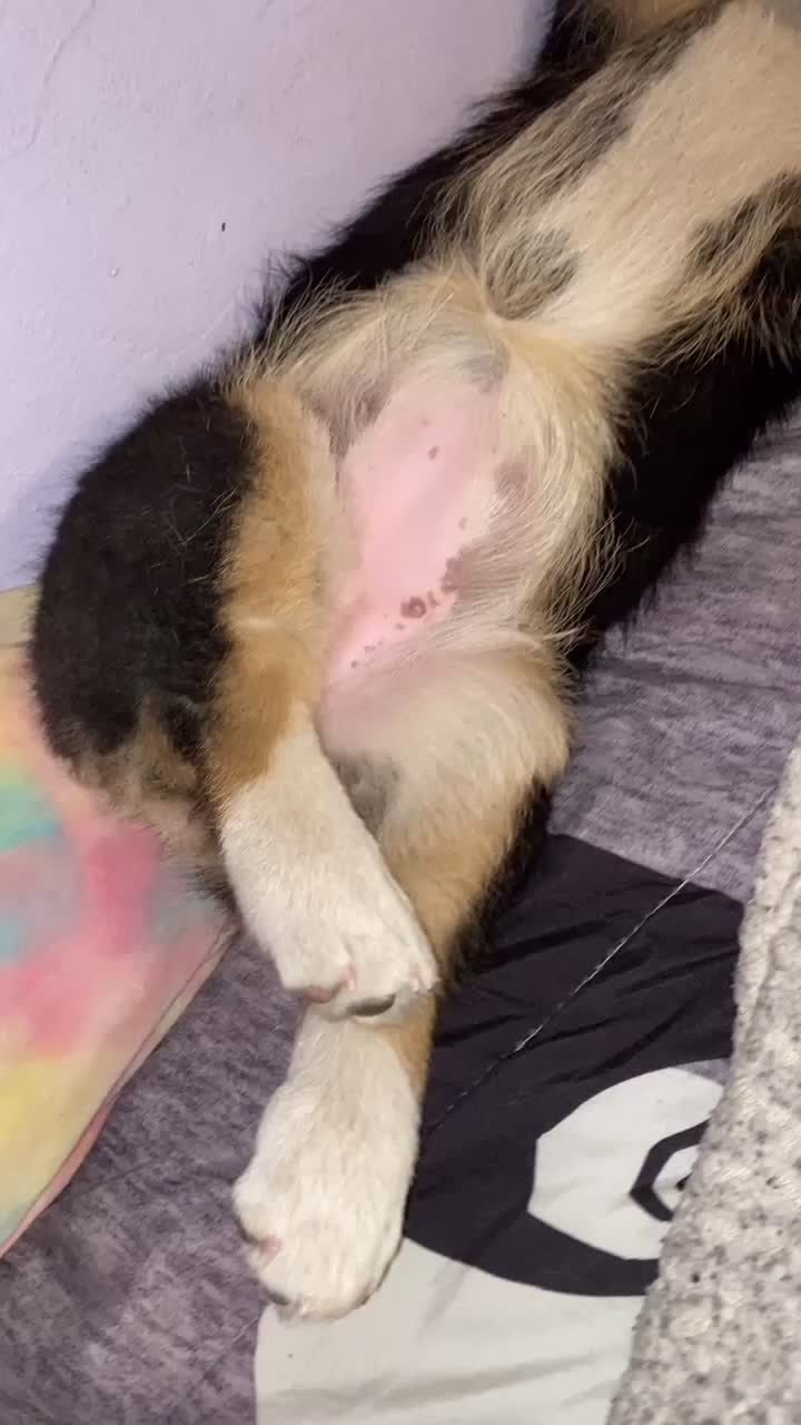@Xena Warrior Corgi