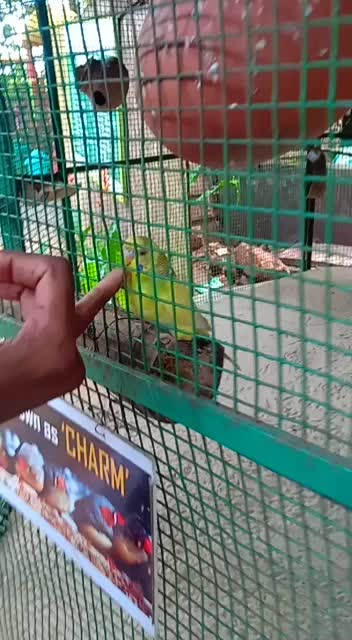 @mithu palayi