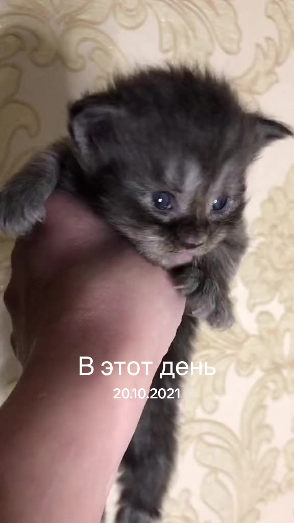 @Lemigans _cattery