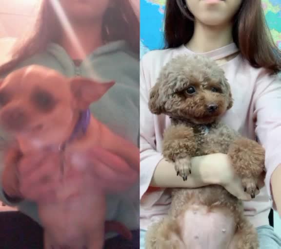 @ellie.the.teacup.pup