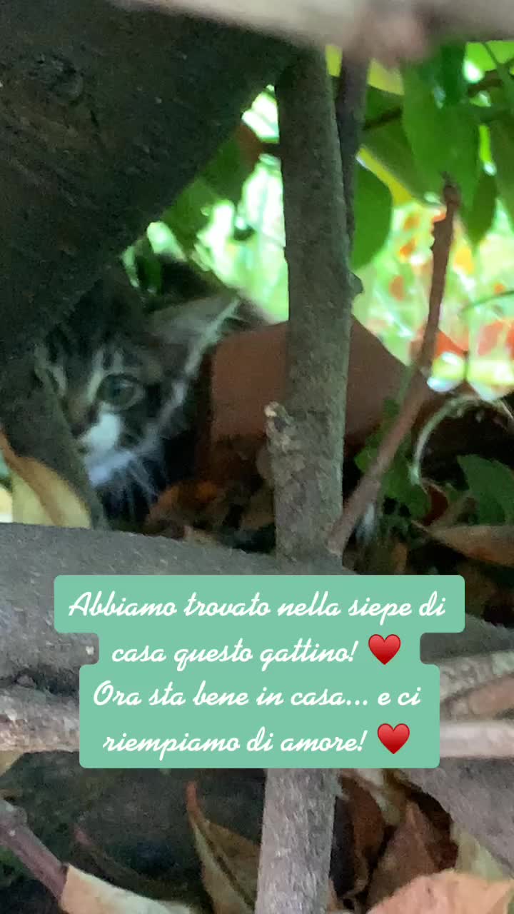 @Isdv.official