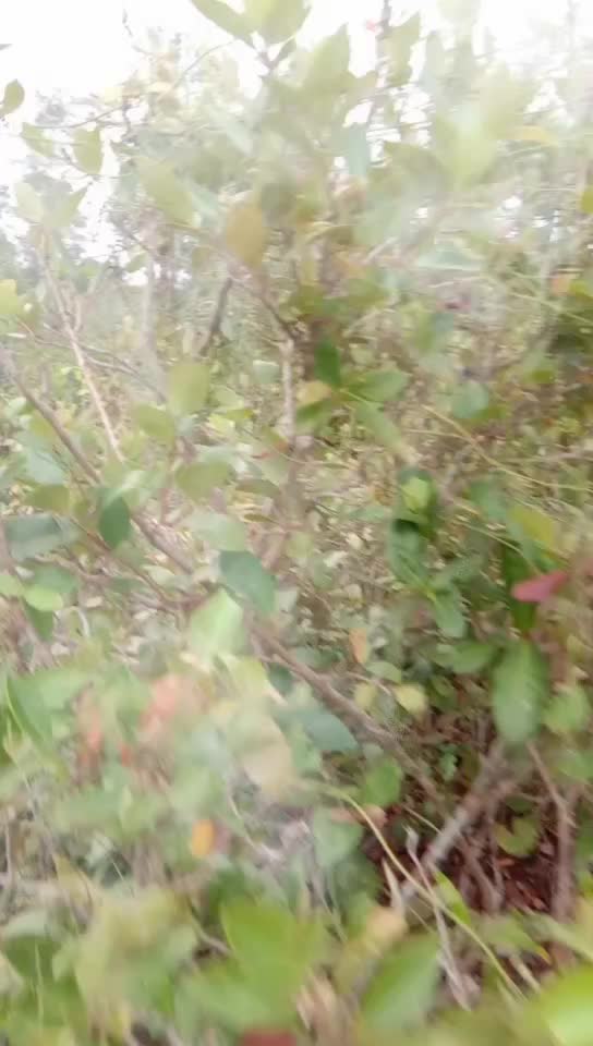 @Swarup Kandi