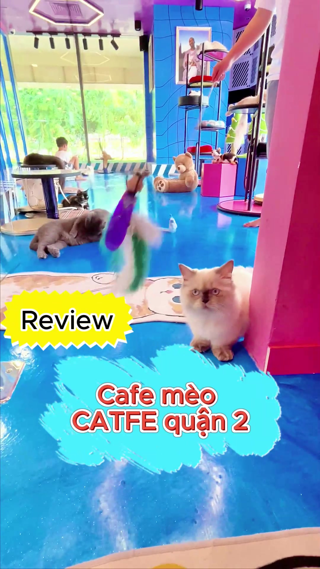 @Catfe 🐱