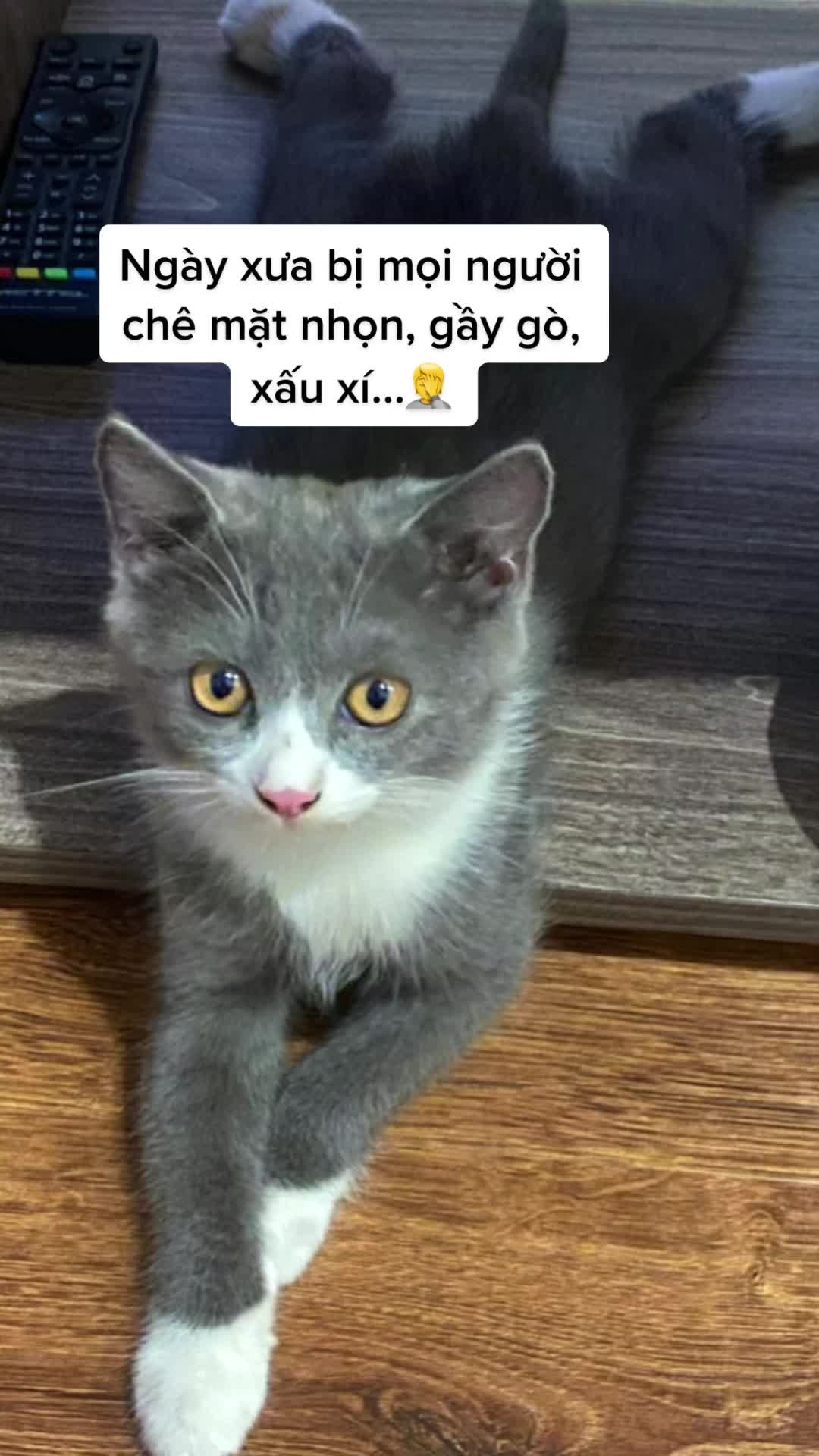 @Mèo không ăn thịt 🤡