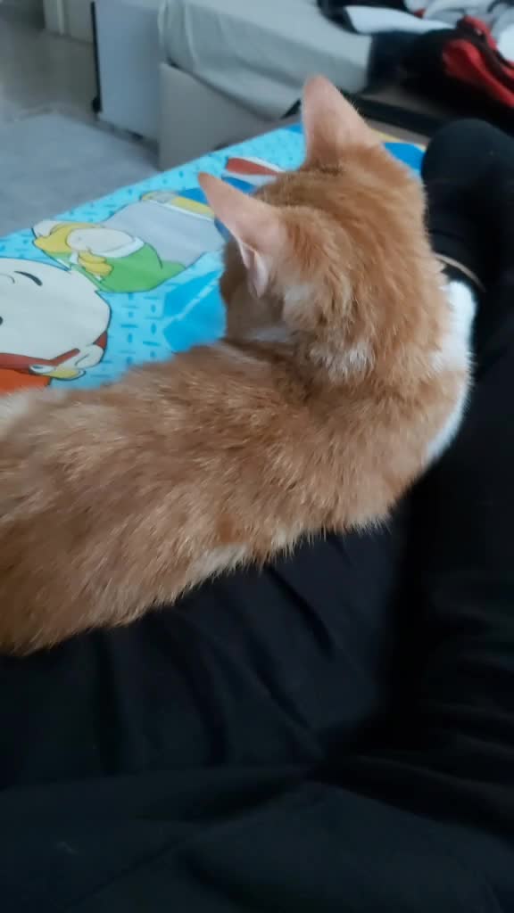 @Sarı bir kedi