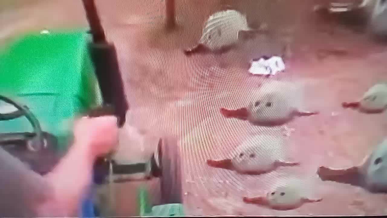 @kteagles726