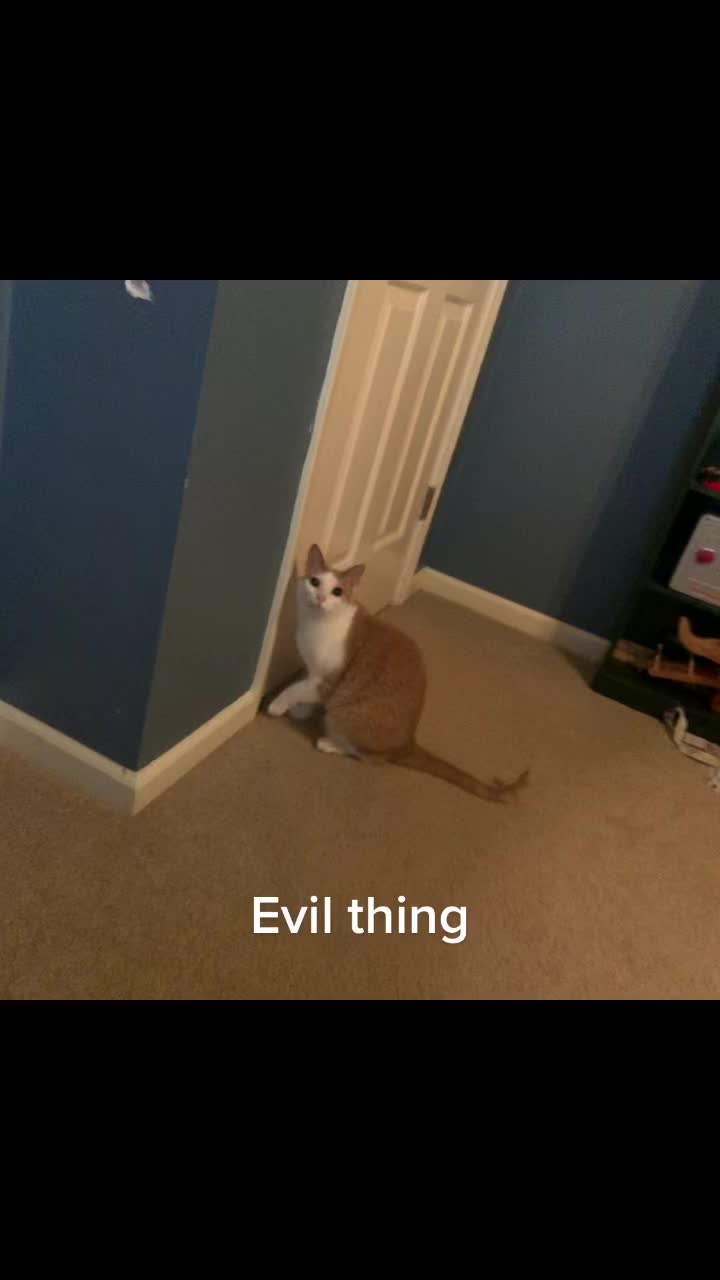 @crickethateaccount