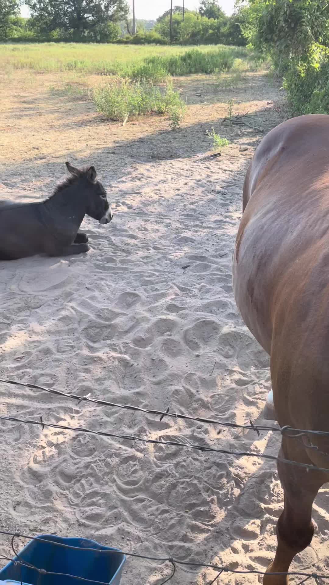 @DonkeyDaily