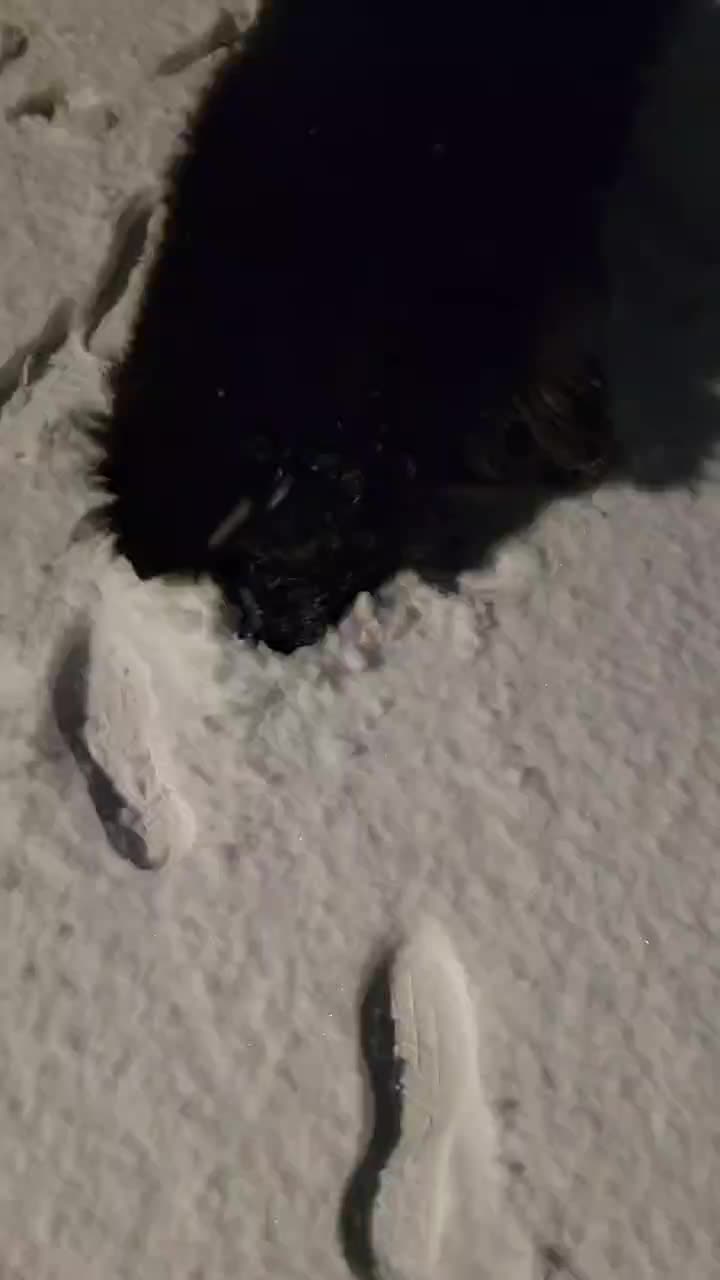 @dogmomof4