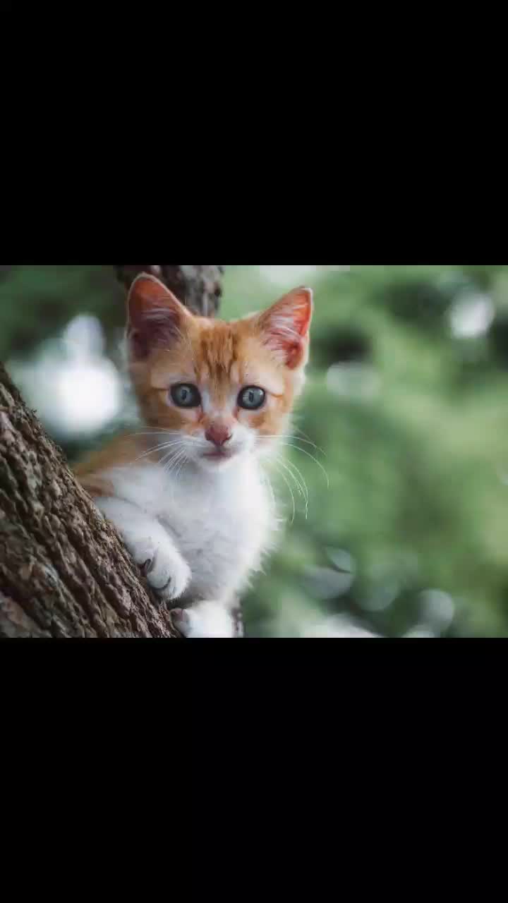 @chat 🐱🐱🐱🐈🐈