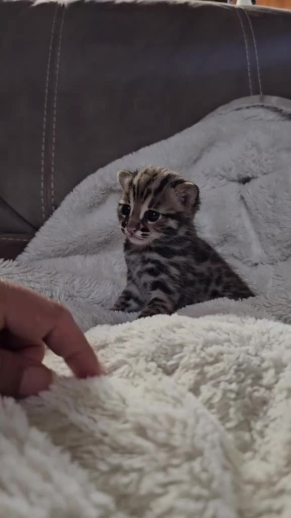 @uniqueprintsbengals
