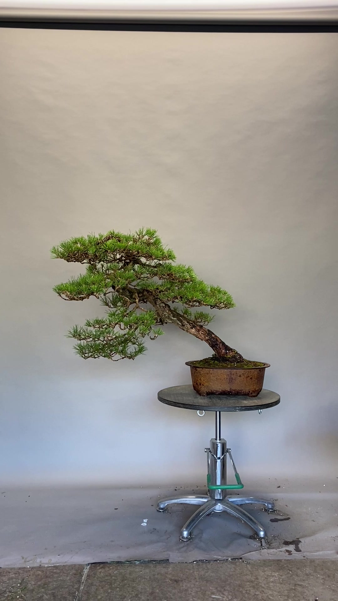@Bonsai Movement