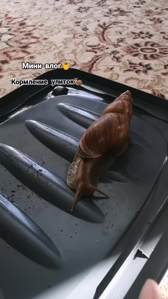 @Улиточки🐌💞