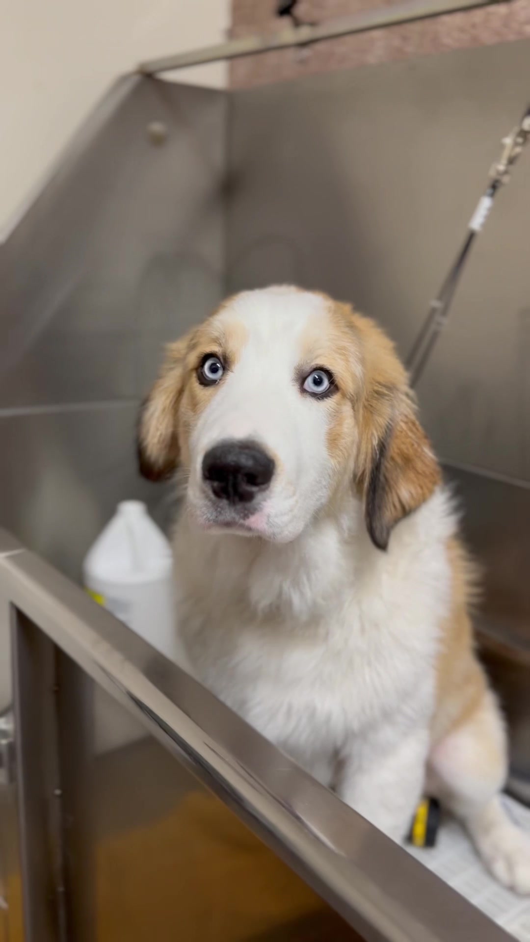 @Dogromat Pet Groomers