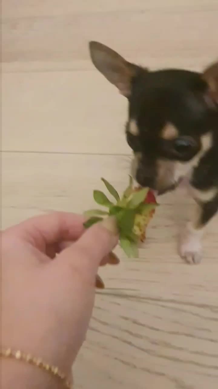 @Paco.the.Chihuahua