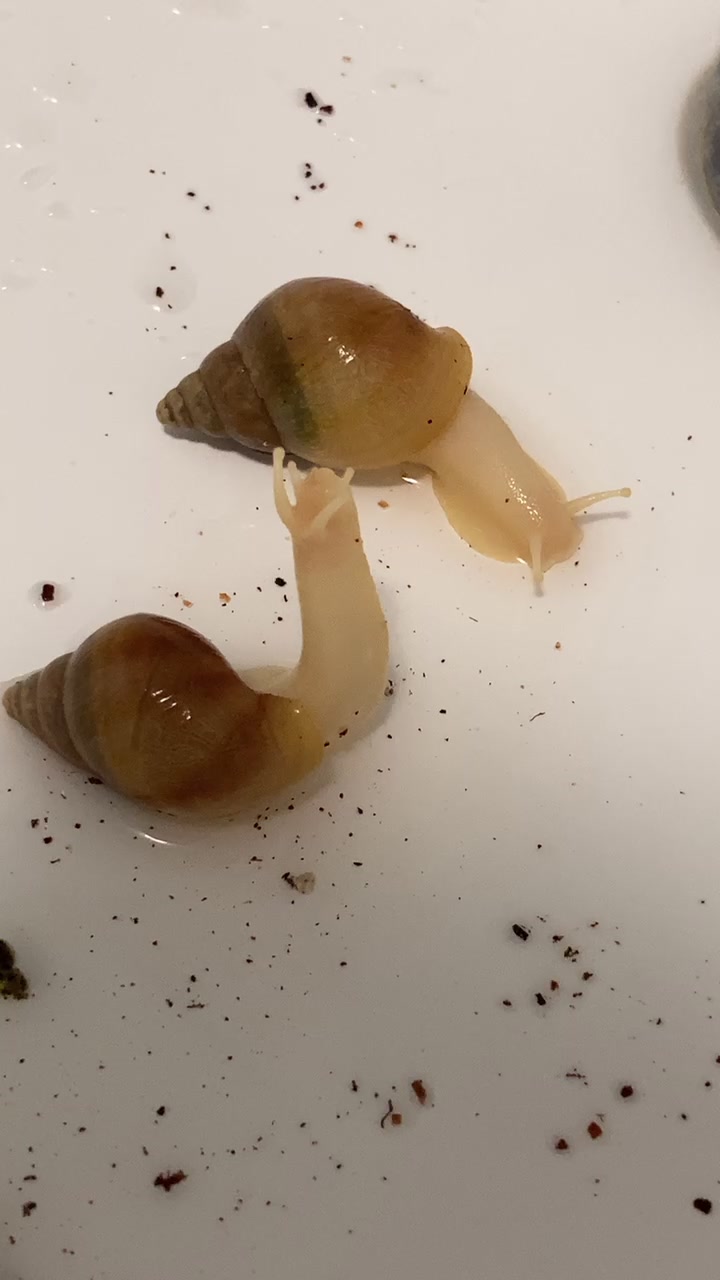 @Улитки ахатины🐌