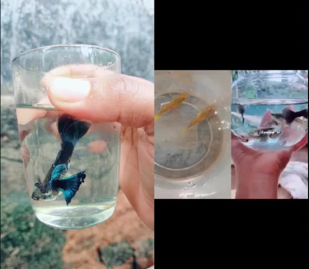 @അപ്പൂസ് ഹരി