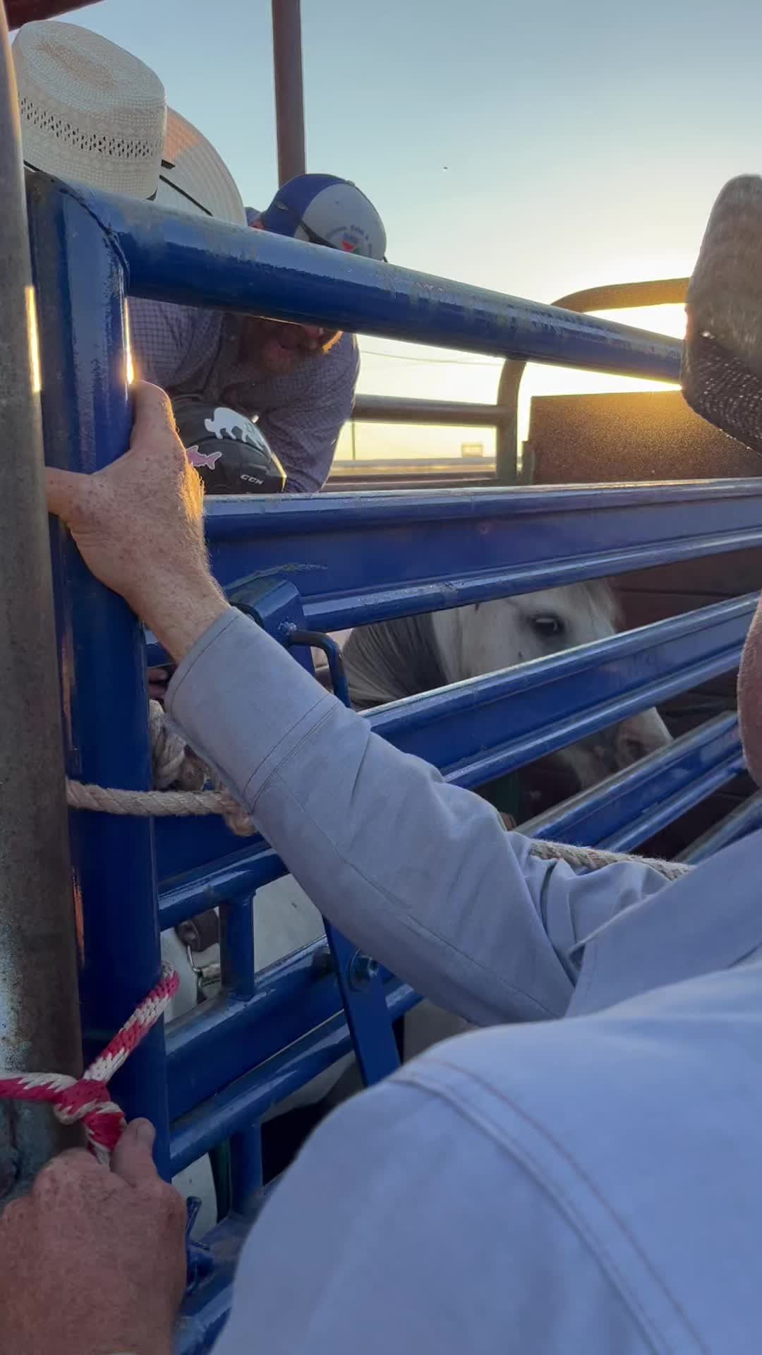 @🐂Haze Reed-Mini Bull Rider🐂