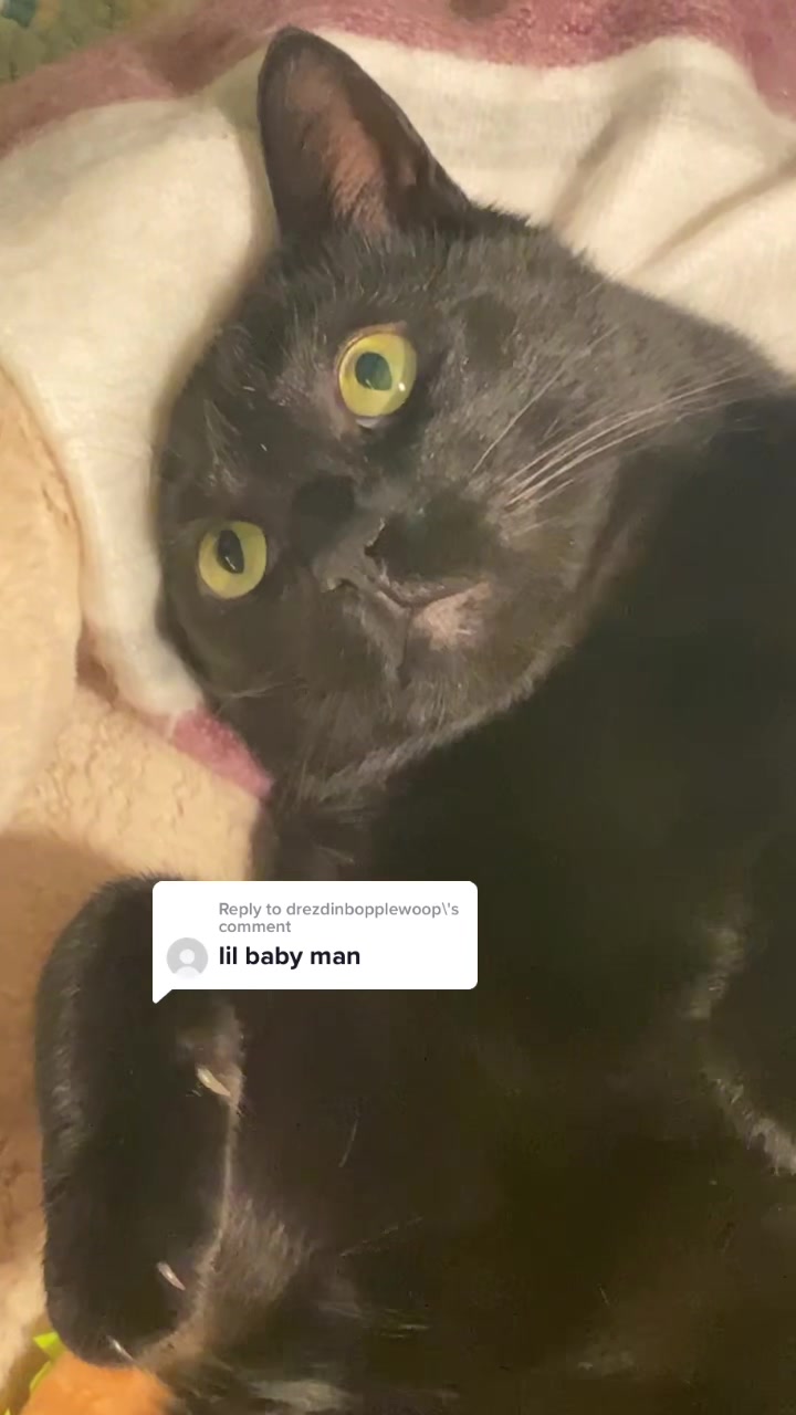 @Mr. Tiny Bagheera
