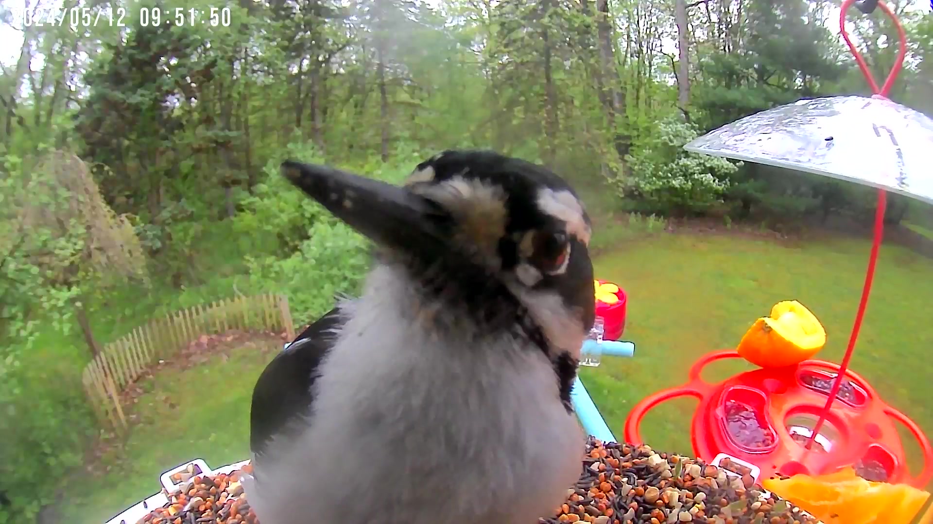 @Bird feeder Cam