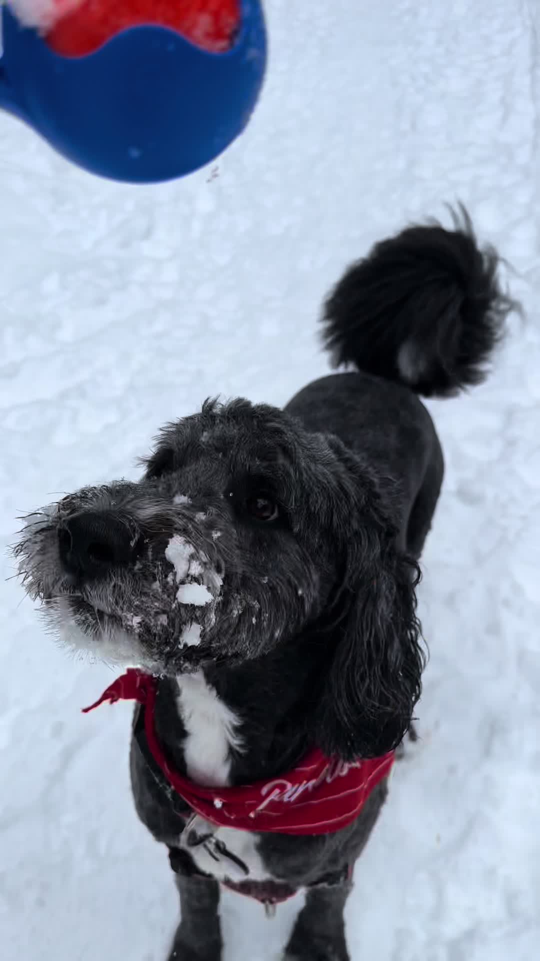 @Bernedoodlemama