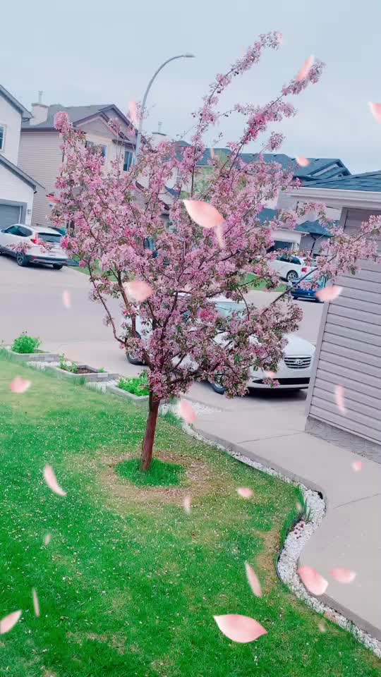 @🪯🍁ਪਿੰਡ&ensp;ਤੋਂ&ensp;ਕੈਲਗ਼ਰੀ🍁🪯