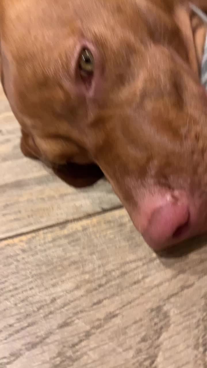 @Just that adorable pup