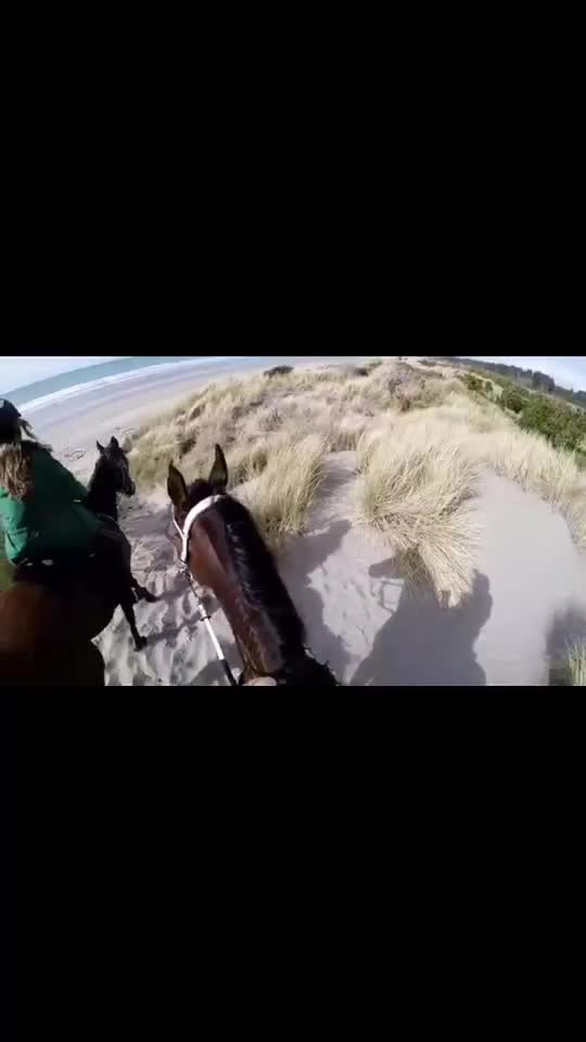 @🖇horses🖇