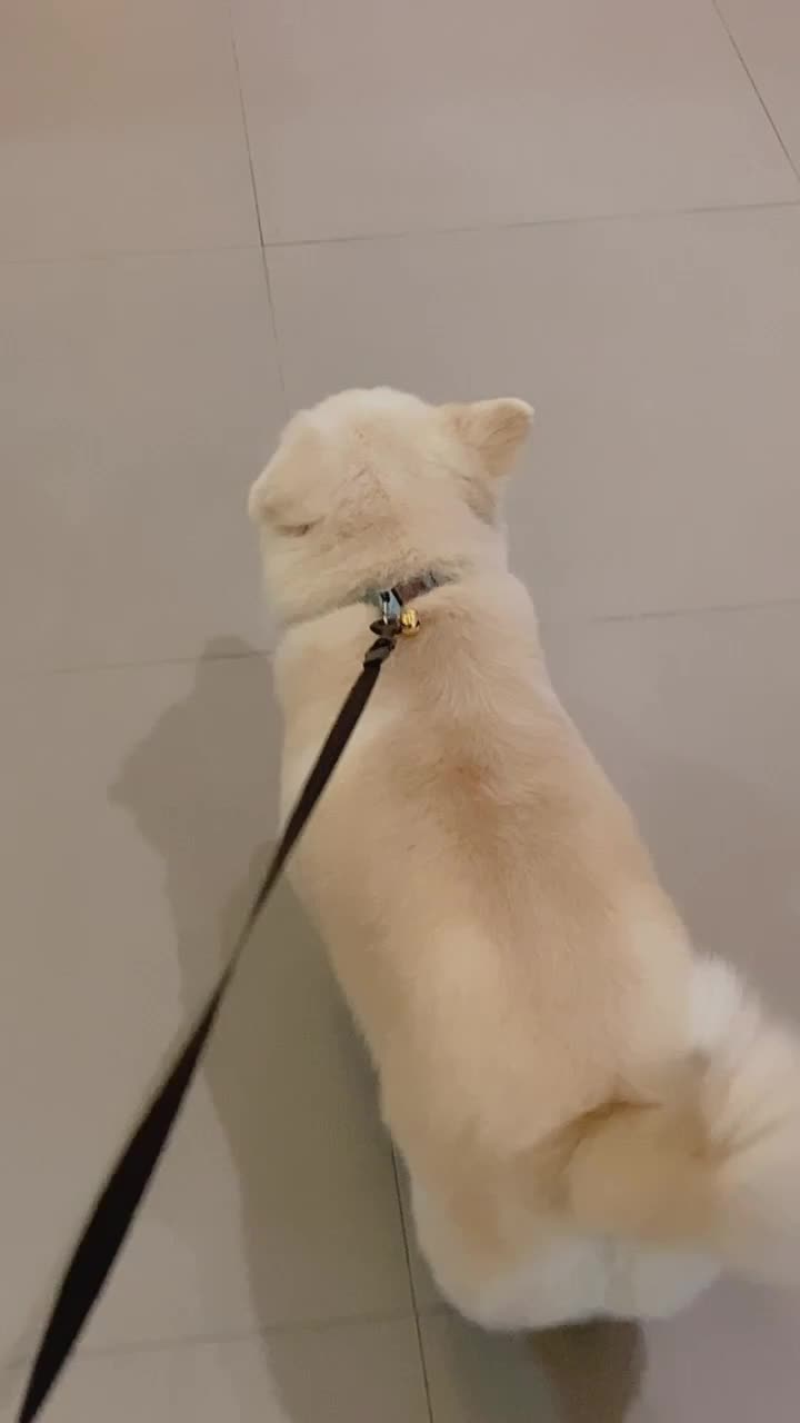 @Fluffy Creamy Dog