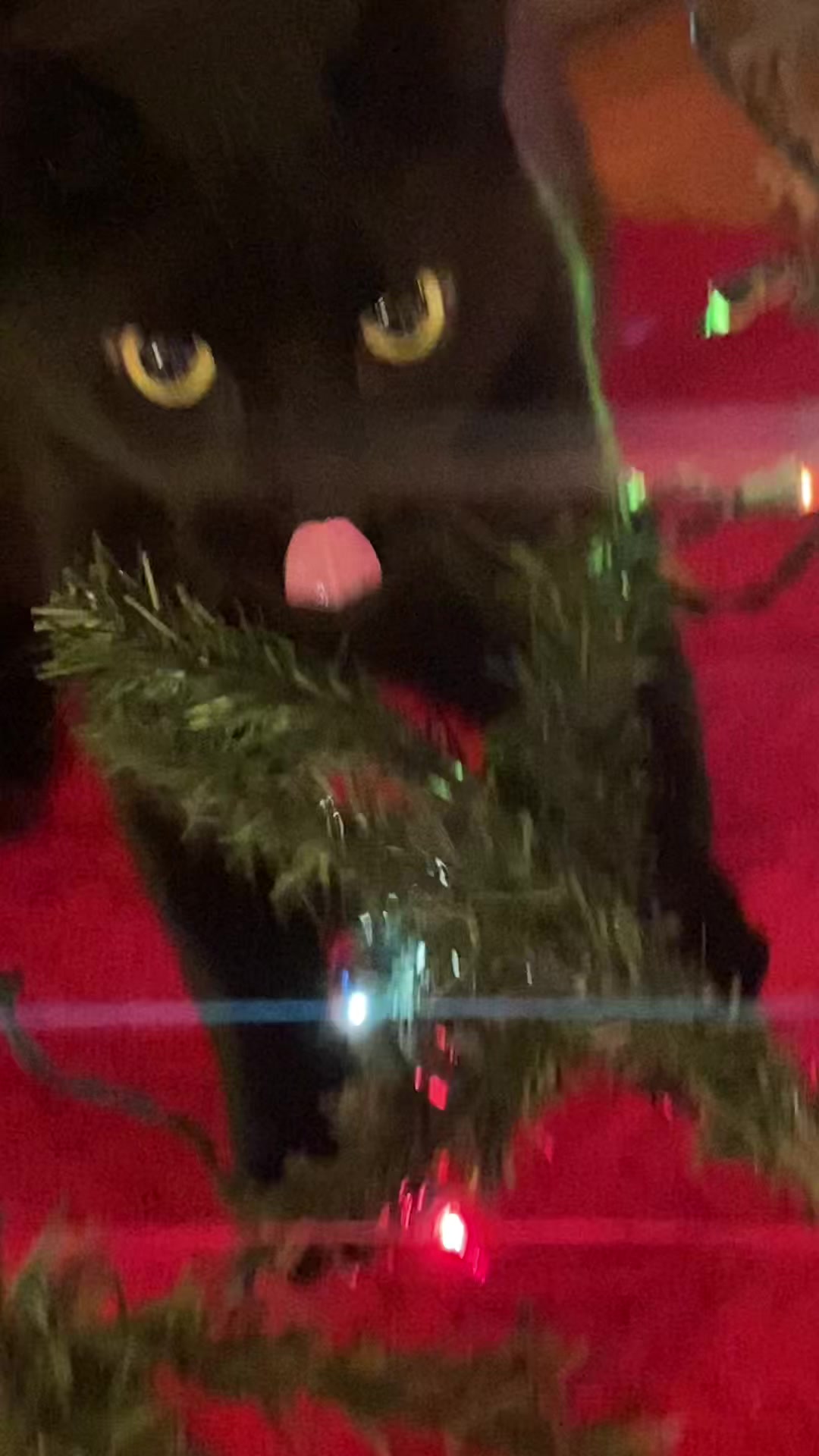 @Mr. Tiny Bagheera