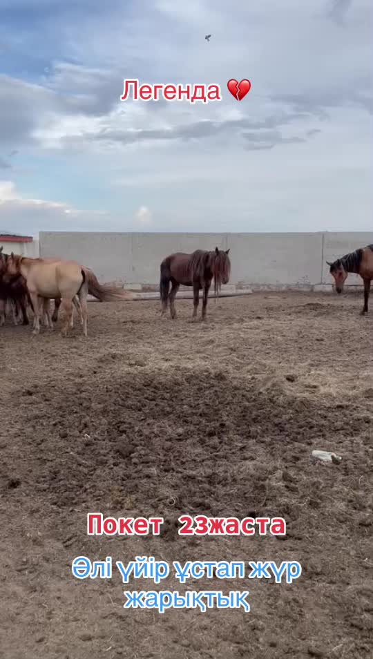 @KH KAZ_ULAN🐴