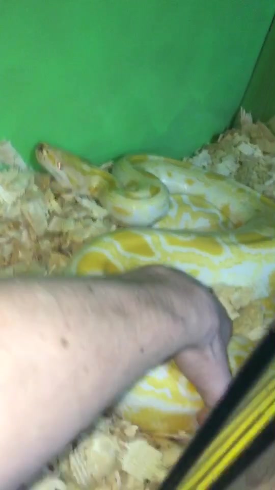 @🐍 ТИГРАнутый 🐍