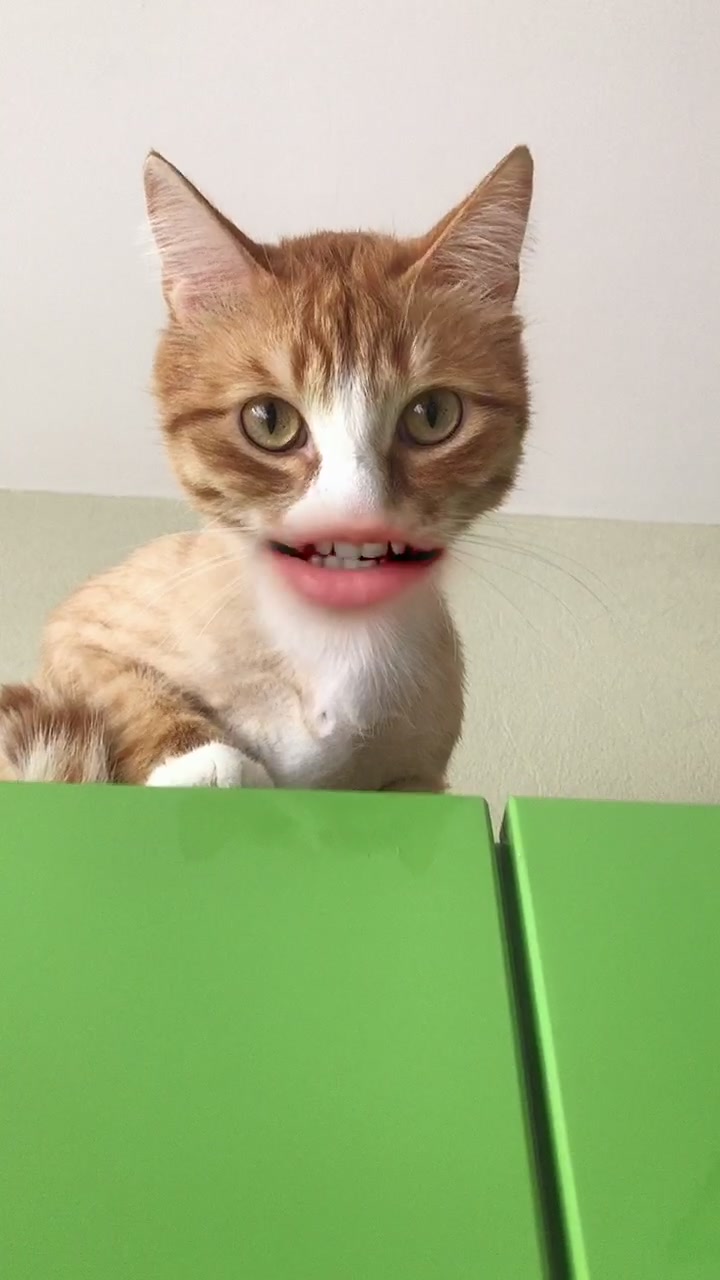 @Cat_Stepan