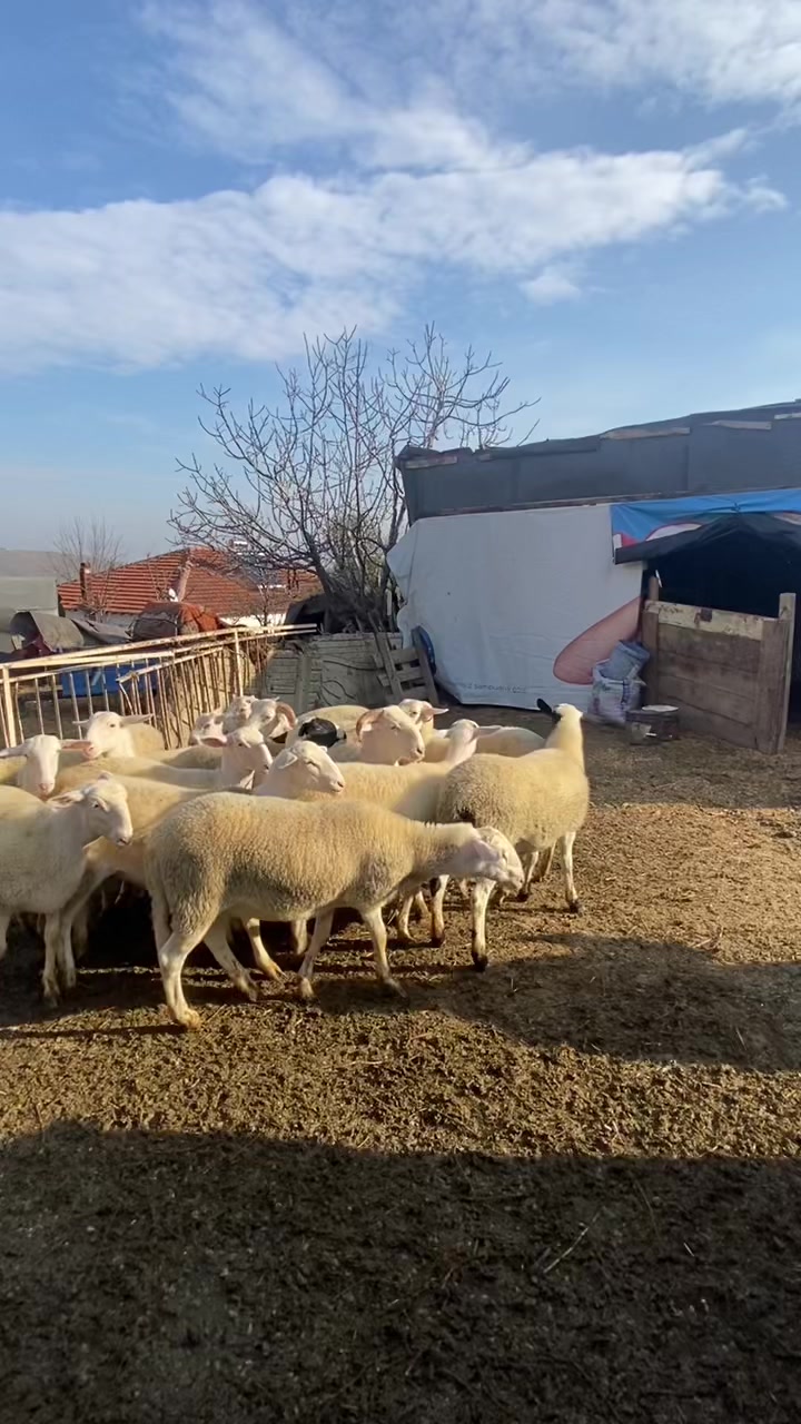 @Halil Çakmak