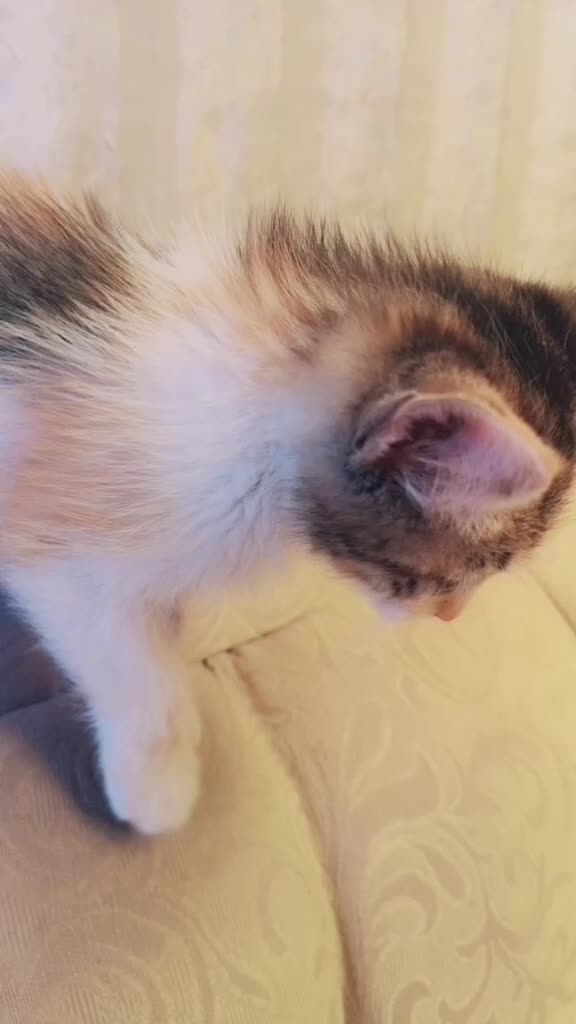 @CookieCats