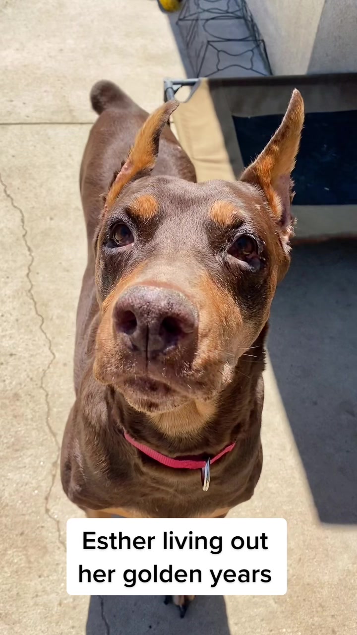 @blessed_dobies