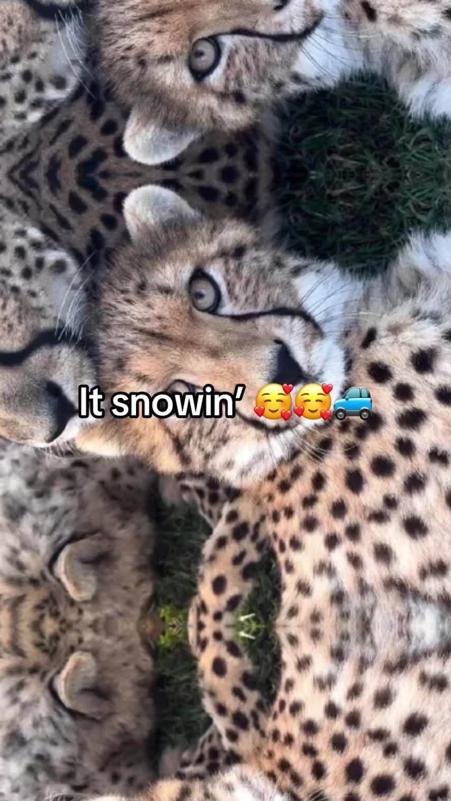 @Ai cheetah