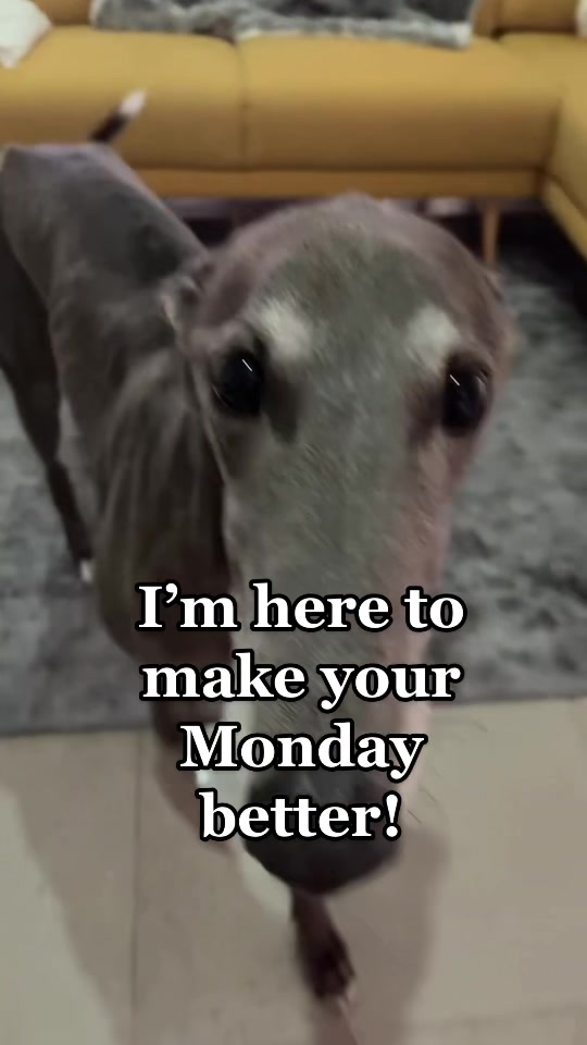 @harrythegreathound