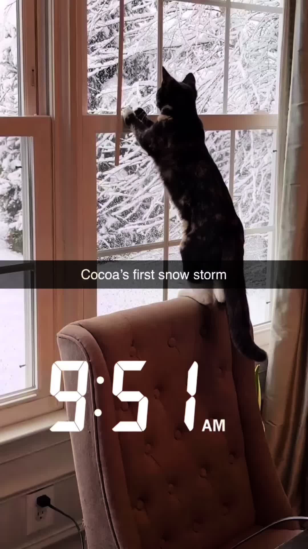 @Pepper and Cece … and Cocoa!!