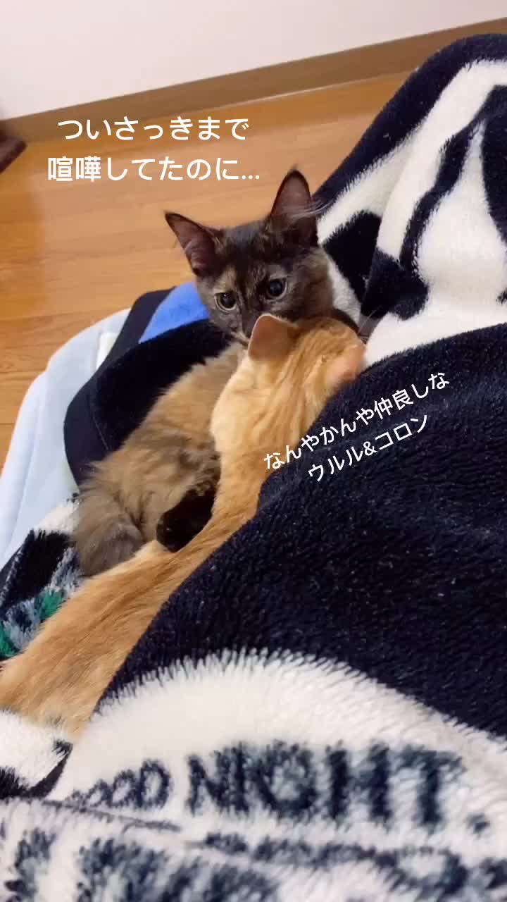 @Toomo-cats🐈