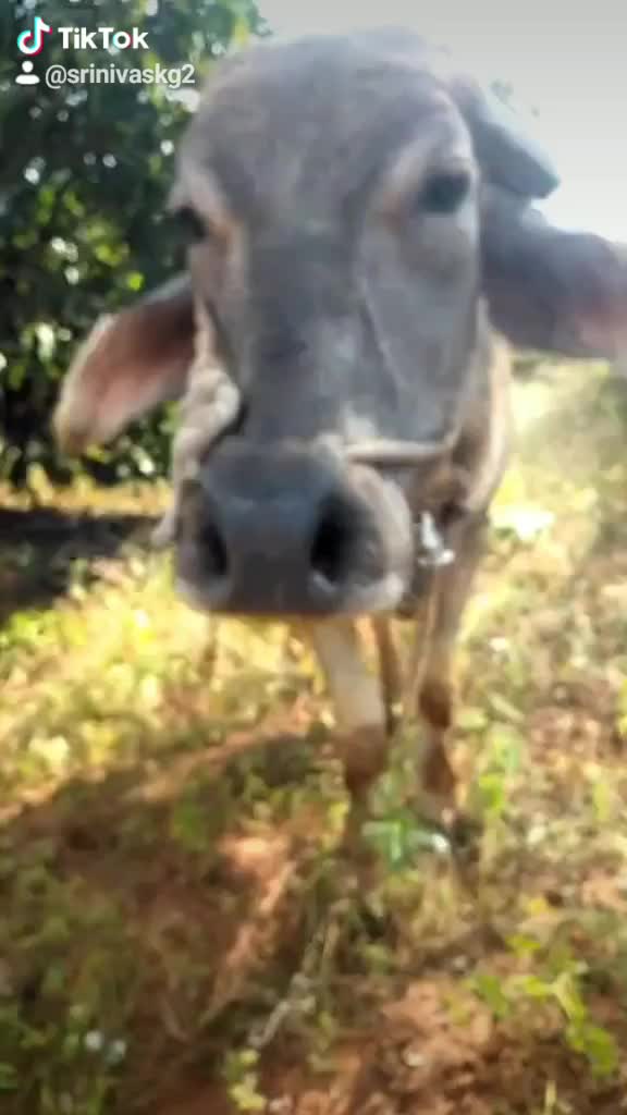 @ಶ್ರೀನಿವಾಸ್💗